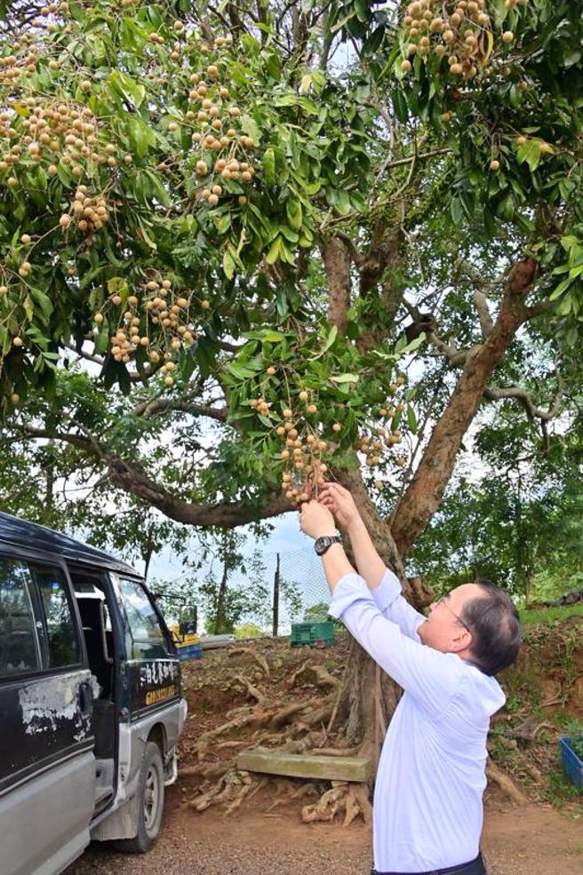 气候异常，3月持续性下雨，影响台东市龙眼花期结果，农委会13日公告纳入农业灾害现金救助，民眾14日起至23日可向所在地公所申请。（图/ 中央社）