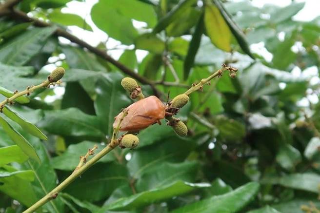 荔枝、龙眼结果率差，还有荔枝桩象危害。（马文君服务处提供／廖志晃南投传真）