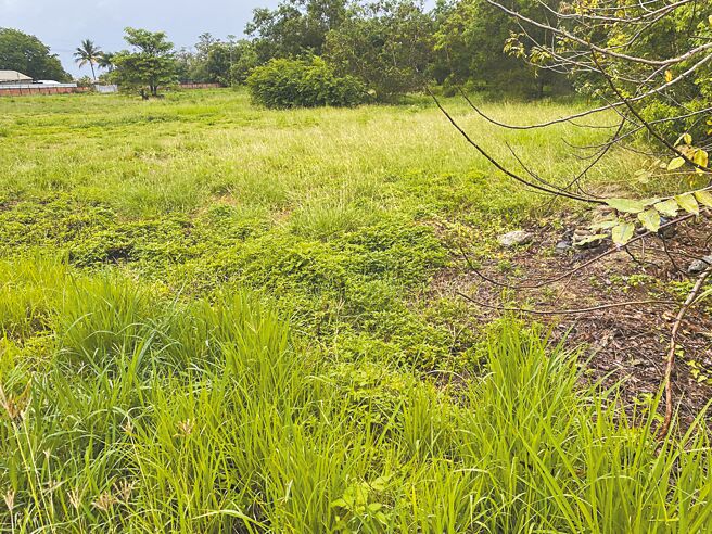 原台南小巨蛋預定地轉型規畫「國立科學未來館」，目前沒有進度，現址一片荒煙蔓草。（曹婷婷攝）