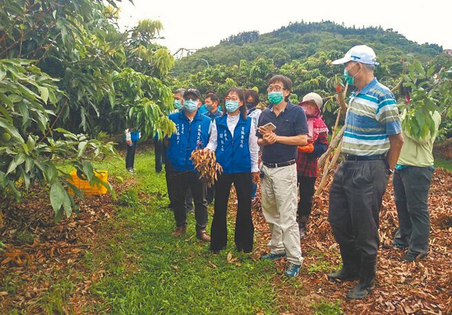 氣候不穩延遲性災損，雲林縣荔枝受損3成以上。（雲林縣政府提供／張朝欣雲林傳真）