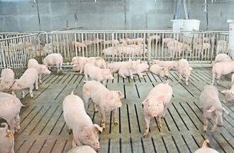 台糖綠能豬舍趕工 2025全量生產