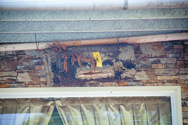 嘉义县山区民眾在屋檐下閒置空间挂置蜂箱养蜂，外面还贴了「净符」让摄影师深海鱼直呼神奇。（深海鱼提供／张亦惠嘉县传真）