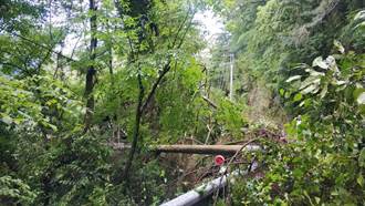 梨山地區台8線中橫公路大樹倒塌壓倒電線  台電立馬搶修