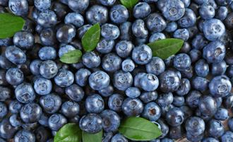 每天吃藍莓 可以預防失智症