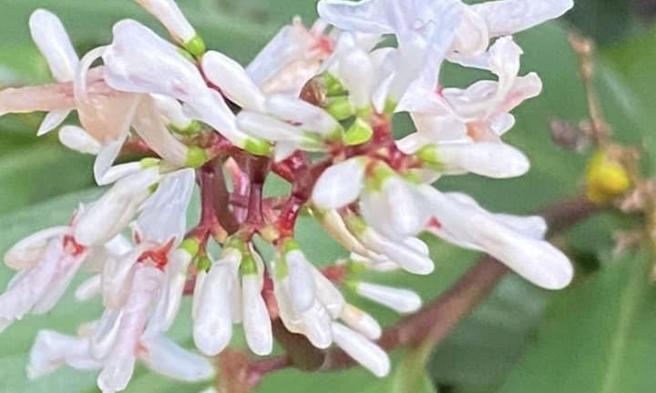 左化鵬》情人湖的「舊雨新知」。（照片來源：作者提供）