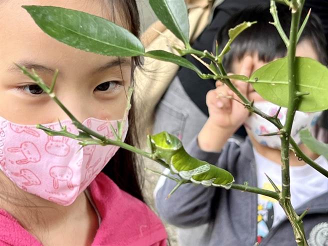 小朋友仔細的觀察蝴蝶幼蟲寶寶。（觀光旅遊局提供）