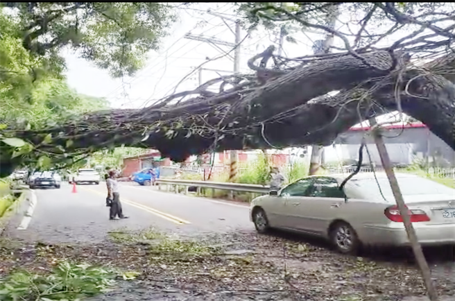 台8线15.1k处，热心民眾及警方一度先以木棍撑起倒塌树木，暂时单向通车；经谷关工务段清除后，已恢復双向通车。（警方提供）