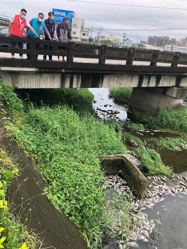 台中市西屯区东大溪每年都发生鱼群暴毙，往往是在大雨后，大量集体死亡。（杨正中提供／谢琼云台中传真）