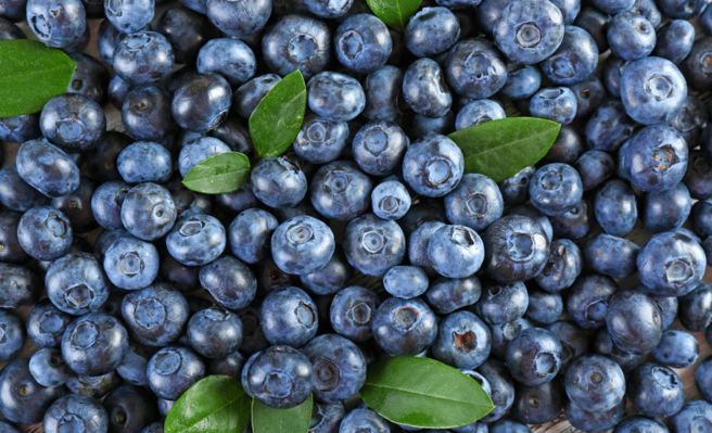 有網友發現好市多上架本土藍莓，甜度比進口藍莓還要高上許多。（示意圖／shutterstock）
