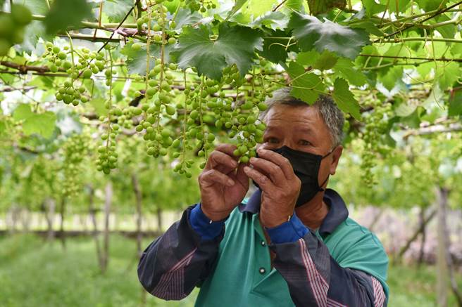 果农指出灾损情况。（苗栗县政府提供／李京升苗栗传真）