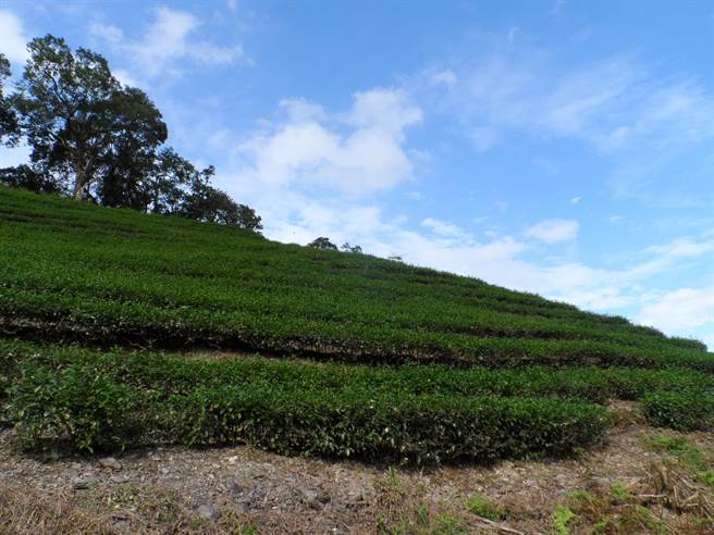 宜兰茶叶因地形、气候的关系，品质优良，着名的有大同乡玉兰茶、冬山乡素馨红茶、五峰茶等。（正福茶园提供／吴佩蓉宜兰传真）