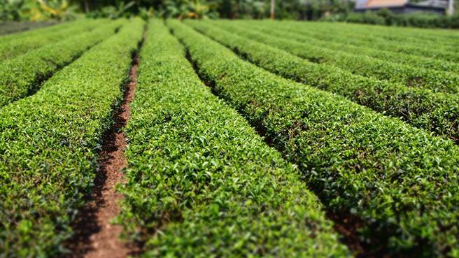 宜兰茶叶因地形、气候的关系，品质优良，着名的有大同乡玉兰茶、冬山乡素馨红茶、五峰茶等。（正福茶园提供／吴佩蓉宜兰传真）