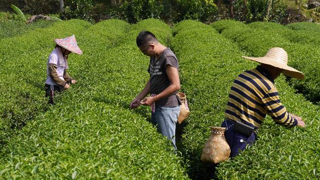 正福茶园第4代茶农游正福，原本是个拥有百万年薪的电子工程师，任职了5年多的时间，期间在其他国家看到别人在文化传统产业上不断做创新，思考家乡的产业也可以依样画葫芦。（正福茶园提供／吴佩蓉宜兰传真）