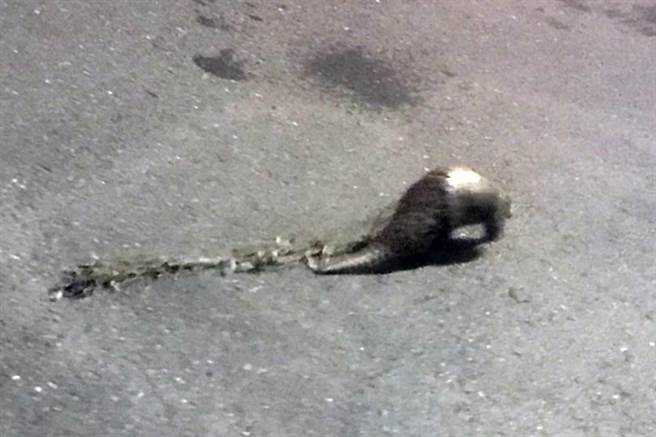 1只拖着网绳的穿山甲在台东市区逛大街，爱心夫妻伸手救援。（民眾提供／庄哲权台东传真）