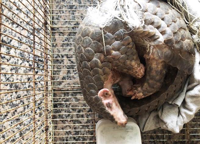 1只拖着网绳的穿山甲在台东市区逛大街，爱心夫妻伸手救援。（民眾提供／庄哲权台东传真）