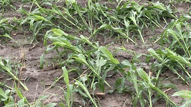 受到今年首波梅雨锋面影响，盐水有高粱传出倒伏，受损面积达20公顷。（盐水区农会提供／张毓翎台南传真）
