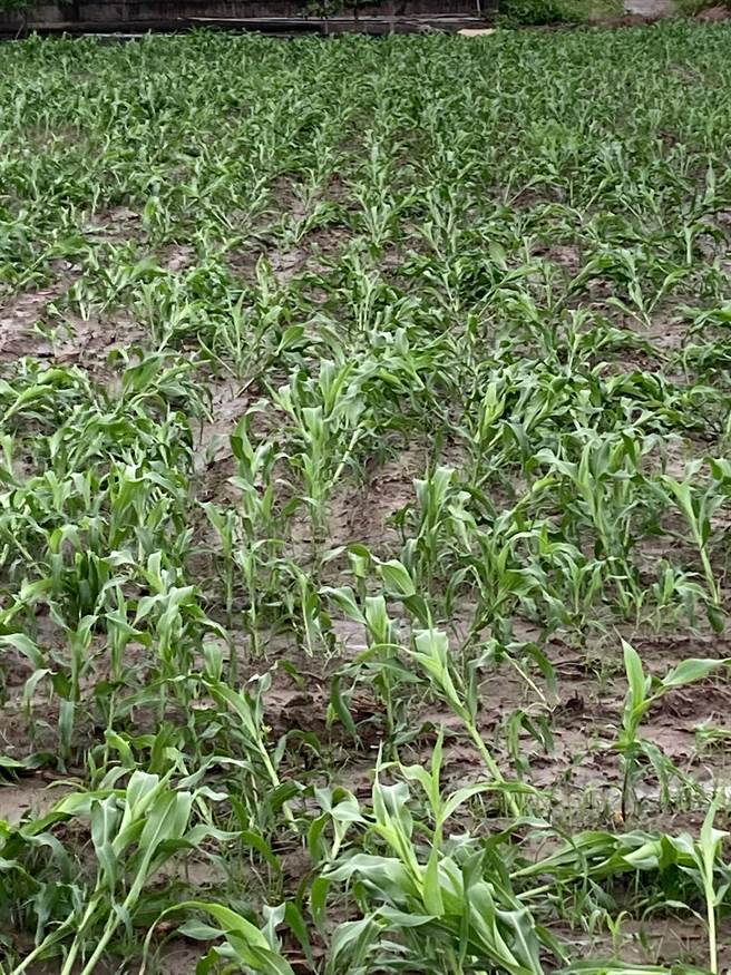 盐水区农会这几天陆续接获农友通知高粱倒伏。（盐水区农会提供／张毓翎台南传真）