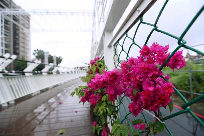 新北市泰山区大窠坑溪改善工程，坚实桥至大窠桥间450公尺的河岸休憩缤纷廊道，让行人不需再面临人车争道，打造人本友善通行空间，沿线也设置花架及种植攀爬植栽，透过不同花色之九重葛形塑缤纷廊道，满足散步民眾观赏及遮荫需求。（黄世麒摄）