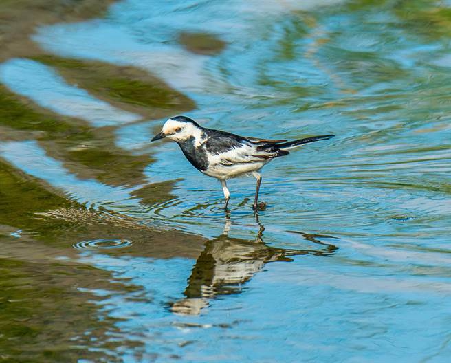 新北市泰山区大窠坑溪改善工程，将原本的「三面光」混凝土河道，改造为人与动植物共荣共存的近自然河川，吸引候鸟白鹡鸰的驻足停留。（新北市政府水利局提供）