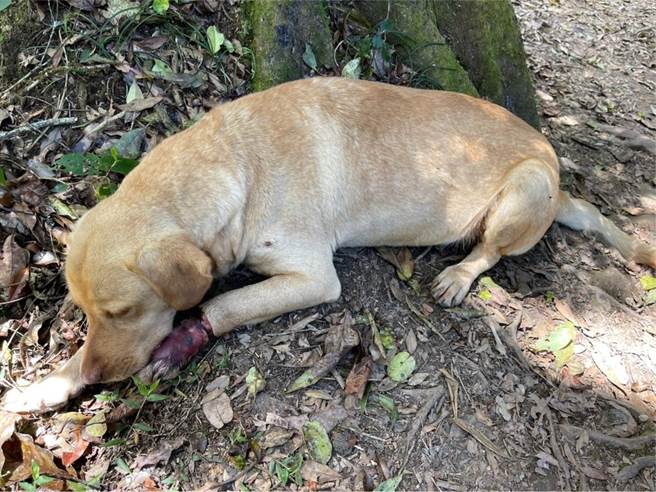 「大黃」疑似被山豬吊套鎖夾傷，左前肢嚴重受傷。（嘉義縣家畜疾病防治所提供∕呂妍庭嘉義傳真）