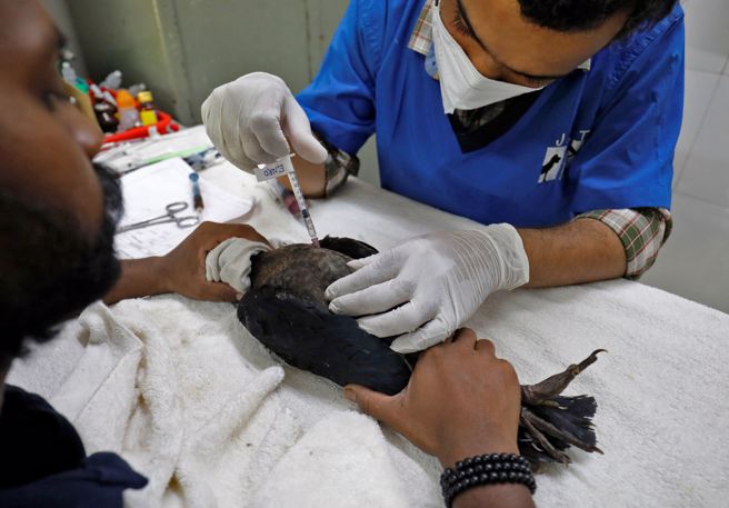 动物医院正在用一些维他命和水喂食数十只鸟儿。(图/路透社)