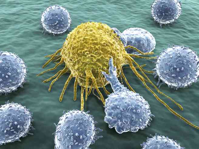 T細胞(藍灰色者)殺滅不正常的細胞(黃色)。T細胞會殺滅癌細胞或是被病毒感染的細胞。(圖/shutterstock)