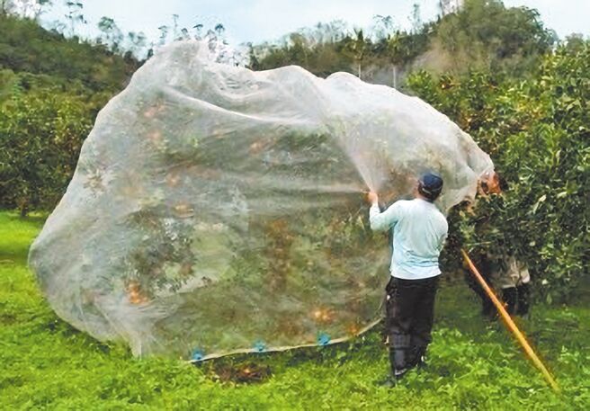 桃园市果农对于架设电围网防猴意愿不高，农业局改推防猴网罩目前有5位农民试用中。（农改场提供／吕筱蝉桃园传真）