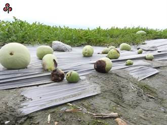 上半年雨多偏涼 瓜農：西瓜收成僅去年同期約6成