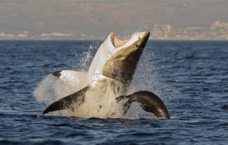 地表最壯大白鯊現蹤 翻身炸出6塊腹肌 驚人照曝光 