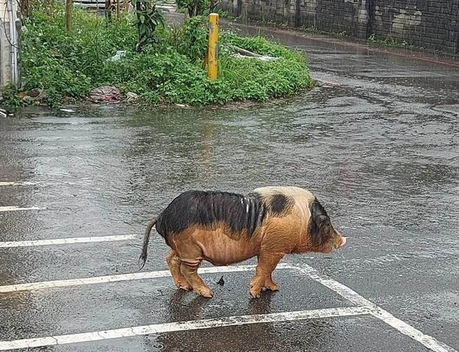 民眾发现长兴路巷弄中有麝香猪在逛大街。（八德警分局提供／陈梦茹桃园传真）