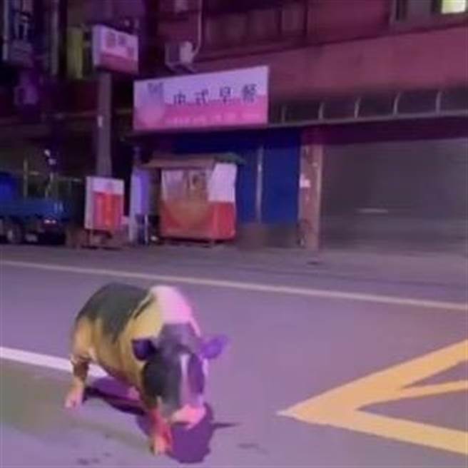 八德警方发现，该只名叫阿滋的麝香猪，今年4月也有脱逃跑到马路上的纪录。（八德警分局提供／陈梦茹桃园传真）
