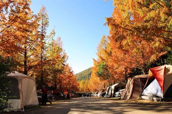 武陵农场将拆除B区空中帐篷，图为A区一般营位。（武陵农场提供）