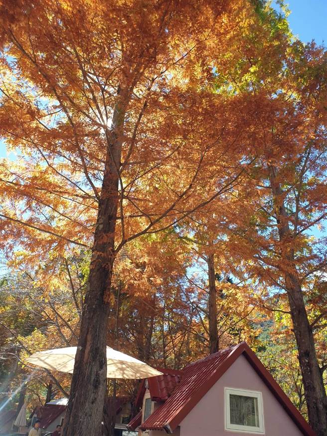 武陵农场将拆除B区空中帐篷，图为A区景观屋。（武陵农场提供）