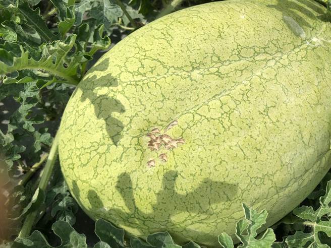 花莲寿丰乡果艷西瓜在生长期间，不时会被环颈雉「试吃」，虽然瓜果品质不变，但卖相却已大打折扣，不过寿丰乡农会不报销受损瓜果，反而逆其道而行，以「环颈雉盖章过的果艷西瓜」名号，限量减价贩售，减少食物浪费。（寿丰乡农会提供／罗亦晽花莲传真）