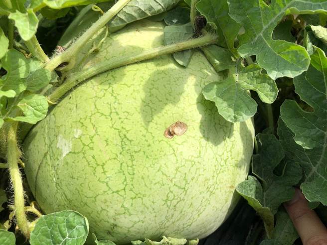 花莲寿丰乡果艷西瓜在生长期间，不时会被环颈雉「试吃」，虽然瓜果品质不变，但卖相却已大打折扣，不过寿丰乡农会不报销受损瓜果，反而逆其道而行，以「环颈雉盖章过的果艷西瓜」名号，限量减价贩售，减少食物浪费。（寿丰乡农会提供／罗亦晽花莲传真）