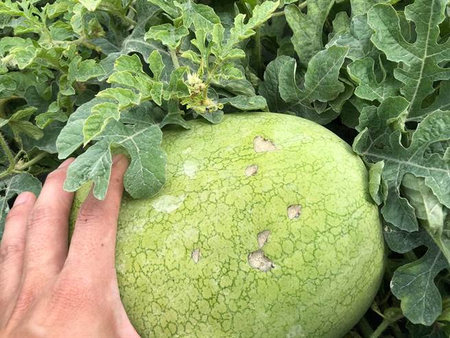 花莲寿丰乡果艷西瓜在生长期间，不时会被环颈雉「试吃」，虽然瓜果品质不变，但卖相却已大打折扣，不过寿丰乡农会不报销受损瓜果，反而逆其道而行，以「环颈雉盖章过的果艷西瓜」名号，限量减价贩售，减少食物浪费。（寿丰乡农会提供／罗亦晽花莲传真）