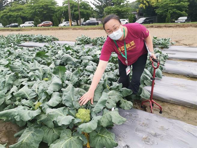 这次的田间观摩会展示的除了6个未命名的自交亲和性系统耐热青花菜F1品种之外，同时也展出30个以上新耐热细胞质雄不稔系统青花菜杂交组合。(刘秀芬摄)