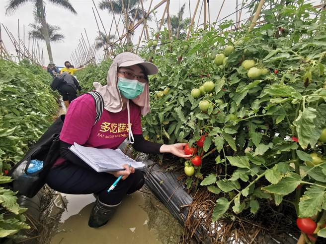 观摩番茄品种除了多重抗病性，部分品种成熟期也短。(刘秀芬摄)