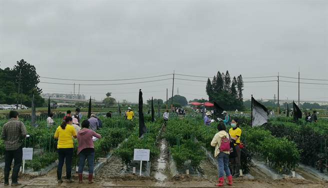 田间观摩吸引近百人参加。(刘秀芬摄)