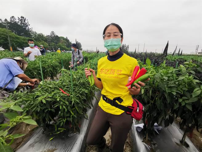 亚蔬持续与各改良场合作抗病ヽ耐热及加工用的番椒品系。(刘秀芬摄)