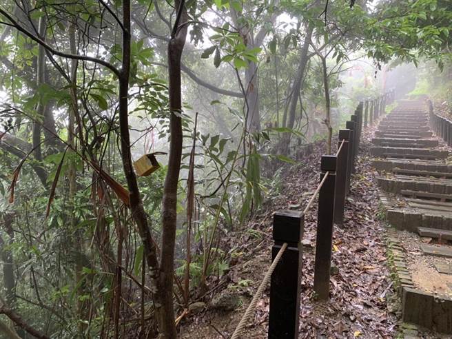 太平區咬人狗坑步道近期傳出荔枝椿象出沒。（台中市觀旅局提供）
