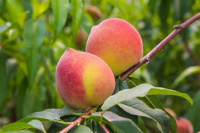 那瑪夏水蜜桃清新多汁甜而不膩，也可製成珍珠飲品。（高市觀光局提供）