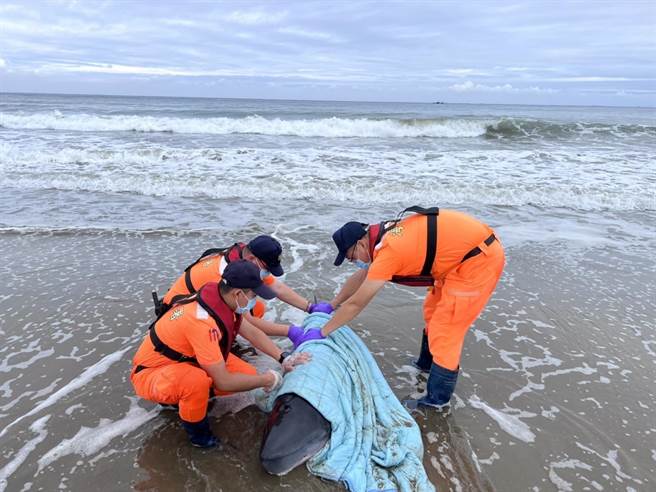 屏東車城鄉海口沙灘17日一早又出現1隻擱淺的小抹香鯨，幸海巡人員日前甫受「海洋保育類野生動物救援組織網初階教育訓練」，當下立即派上用場。（海巡提供／謝佳潾屏東傳真）