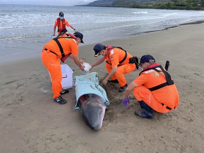 屏東車城鄉海口沙灘17日一早又出現1隻擱淺的小抹香鯨，幸海巡人員日前甫受「海洋保育類野生動物救援組織網初階教育訓練」，當下立即派上用場。（海巡提供／謝佳潾屏東傳真）