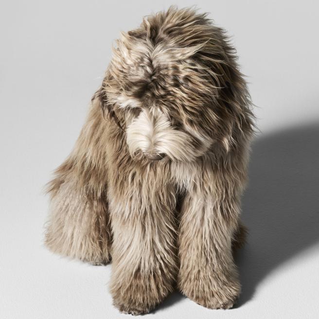 Elvis身為Hedi Slimane愛犬，當然有資格成為品牌第一隻使用寵物系列的「模特兒」。（Celine提供）