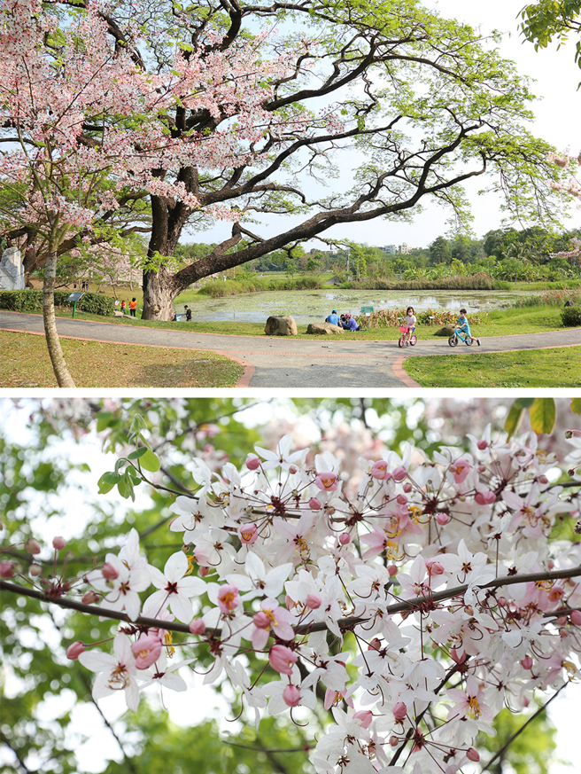 生态池畔，雨豆树张开翠绿大伞，花旗木绽放娇嫩。(摄影/Carter)
