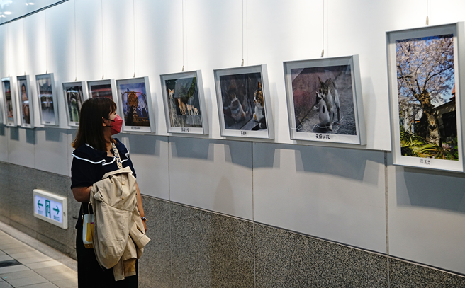 在市府文化局指导下，高捷公司邀请知名猫摄职人吴毅平于高捷O2盐埕埔车站艺廊空间推出「今年是猫年:吴毅平摄影展」。(摄影/曾信耀)
