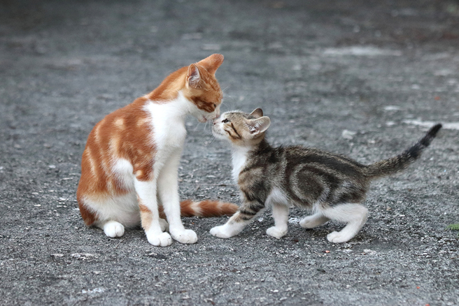 摄影师吴毅平镜头下的喵星人，拥有千变万化的姿态神情，张张都精采生动，各异其趣。(图片提供/吴毅平)
