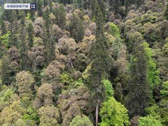 雲南黃果冷杉高82.3公尺 刷新中國最高樹木紀錄