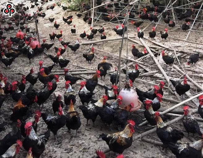 传统厩肥、生鸡粪虽然肥分高，不当的使用却会造成环境恶臭、蚊蝇孳生，农委会畜产试验所集合大学院校与农改场等专家，共同编撰完成「禽畜粪肥料制作与施用技术手册」，让畜禽粪尿转变为安全、友善的高品质有机肥料。（本报系资料照）